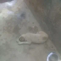 فروش توله دورگ مخصوص گله ونگهبانی ازمرغ وه
