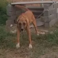 سگ گمشده