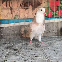 نر شازده هما سرور|پرنده|اصفهان, فروردین|دیوار