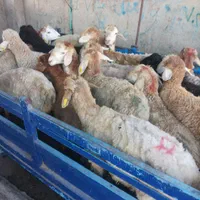 گوسفند برای قربانی ملارد شهریار فردیس پرند و. زنده|حیوانات مزرعه|صفادشت, |دیوار