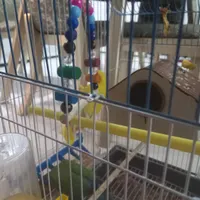 طوطی برزیلی کوتوله