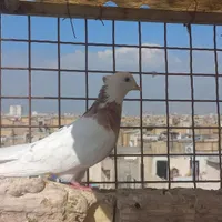 کبوتر