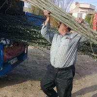 آموزش کاشت وتهیه نهال|خدمات باغبانی و درختکاری|تبریز, |دیوار