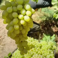 باغ انگور