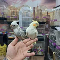 فروش عروس هلندی در همه رنگ دستی با ضمانت یک ماهه|پرنده|تهران, سلسبیل شمالی|دیوار
