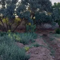 زمین باغی با درختان پسته بارده وسند|فروش زمین و ملک کلنگی|اصفهان, گورت|دیوار