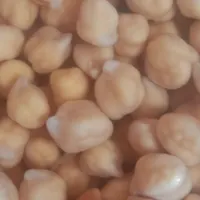 خمیرفلافل درجه یک مایه فلافل سوسیس بندری درجه یک|خوردنی و آشامیدنی|کرج, حصارک|دیوار