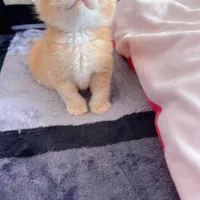 گربه اسکاتیش بریتیش پرشین ملوس و آپارتمانی|گربه|آبادان, |دیوار