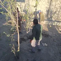 درخت و نهال تنه دار قوی نما دار|خدمات باغبانی و درختکاری|فلاورجان, |دیوار