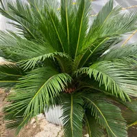 سیکاس ۱۰ساله|گل و گیاه طبیعی|رشت, تازه آباد|دیوار