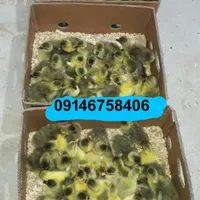 جوجه غازدورگه۵روزه|حیوانات مزرعه|اردبیل, |دیوار