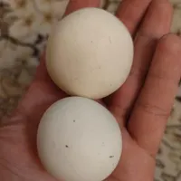سنگ الماس اسیاب|جواهرات|شیراز, شهرک فرهنگیان|دیوار