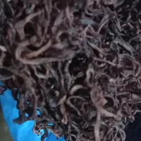 فروش خراطین خشک منجمد|آرایشی، بهداشتی، درمانی|کرج, باغستان|دیوار