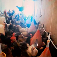 فروش مرغ تخم گذار سالم و جوان|حیوانات مزرعه|تهران, آشتیانی|دیوار