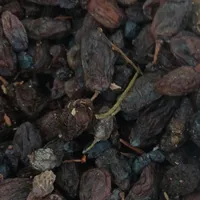 فروش کشمش آفتابی و مویز