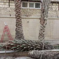 قطع وهرس انواع نخل ودرختان مزاحم|خدمات باغبانی و درختکاری|بندرعباس, |دیوار