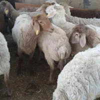 گوسفند زنده کردان کوهسار هشتگرد چهارباغ وحومه|حیوانات مزرعه|چهارباغ, |دیوار