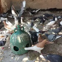 برای فروش|پرنده|شیراز, دشت چنار|دیوار