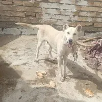 سگ نر نگهبان