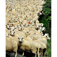 دامپروراتحادفروش وپخش گوسفند باقصاب درب منزل|حیوانات مزرعه|پرند, |دیوار