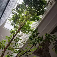 درخت بنجامین ۱۵ ساله|گل و گیاه طبیعی|اصفهان, مولوی|دیوار