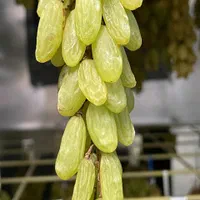 دستگاه میوه خشک کن و خشک کن سبزی 15 سینی سری675|عمده‌فروشی|رشت, آزادگان|دیوار