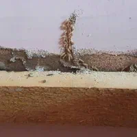 شرکت موریانه زدایی و سم پاشی با ضمانت نامه کتبی|خدمات نظافت|خرمآباد, |دیوار