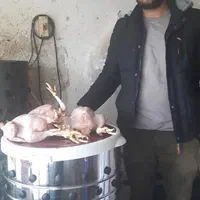 پرکن بلدرچین خروس مرغ قرقاول|حراج|گرگان, |دیوار