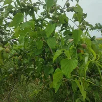 فروش۰ ۱۰۰۰ هکتار ده هزار متر