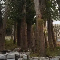 بندار بابن بالا درختان نهال درخت درختچه میوه فروشی|خدمات باغبانی و درختکاری|تهران, باغ خزانه|دیوار