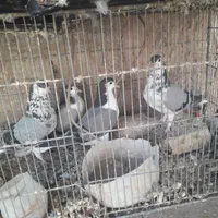 پرنده|پرنده|اصفهان, فروردین|دیوار