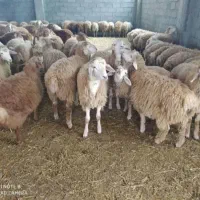گوسفند فروشی امینی