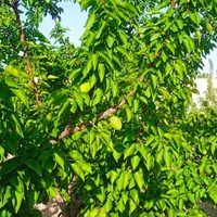 فروش باغ ویلای 1000 متری شیک|فروش زمین و ملک کلنگی|اصفهان, مهدیه|دیوار