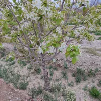 زمین باغی