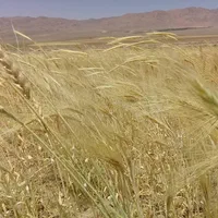 اجاره ۱۳۰ هکتار زمین کشاورزی کشت گندم و جو|اجارهٔ دفتر صنعتی، کشاورزی، تجاری|تهران, صادقیه|دیوار