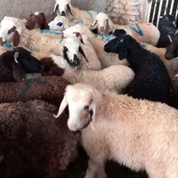 فروش گوسفند زنده در همه وزن