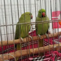 طوطی ملنگو جفت|پرنده|کرج, حصارک|دیوار