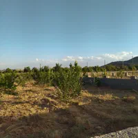 ملک باغی 350متری کنج کوه اول پاییزان مهریز|فروش خانه و ویلا|مهریز, |دیوار