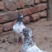 کبوتر