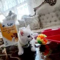 گربه انگورا|گربه|گلستان (تهران), |دیوار