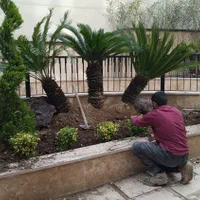 باغبانی  طراحی باغچه گل و درخت با چک کاشت رایگان|خدمات باغبانی و درختکاری|تهران, ونک|دیوار