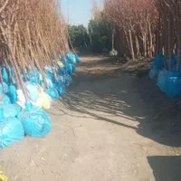 باغبانی سمپاشی تیلرزدن گلکاری کود دهی درتمام نقاط|خدمات باغبانی و درختکاری|مشهد, توس (بلوار توس)|دیوار