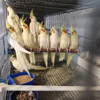 عروس هلندی رام نر وماده تضمینی ودرشت|پرنده|ساوه, |دیوار