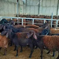 ٪گوسفند **زنده کل تهران سرویس ارسال درمحل 24ساعته.|حیوانات مزرعه|تهران, جنت‌آباد مرکزی|دیوار