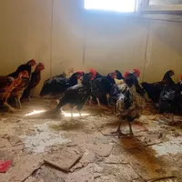 جوجه خروس ومرغ محلی برای داشت وسربری|حیوانات مزرعه|شیراز, کفترک|دیوار