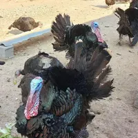 بوقلمون برنز انگلیس سینه پهن یک ساله