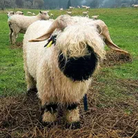 بره گوسفند زنده افشار اردبیل سنگسر|حیوانات مزرعه|تهران, کن|دیوار