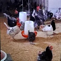 فروش مرغ تخم گذار سالم و جوان|حیوانات مزرعه|تهران, آشتیانی|دیوار
