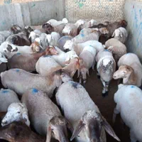 گوسفند مغان بیجار بجنورد افشار کردستان زنده باقصاب|حیوانات مزرعه|کرج, کیانمهر|دیوار