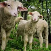 گوسفندمغان‌نروماده چاق گوشتی باترازودرمحل|حیوانات مزرعه|تهران, اکباتان|دیوار